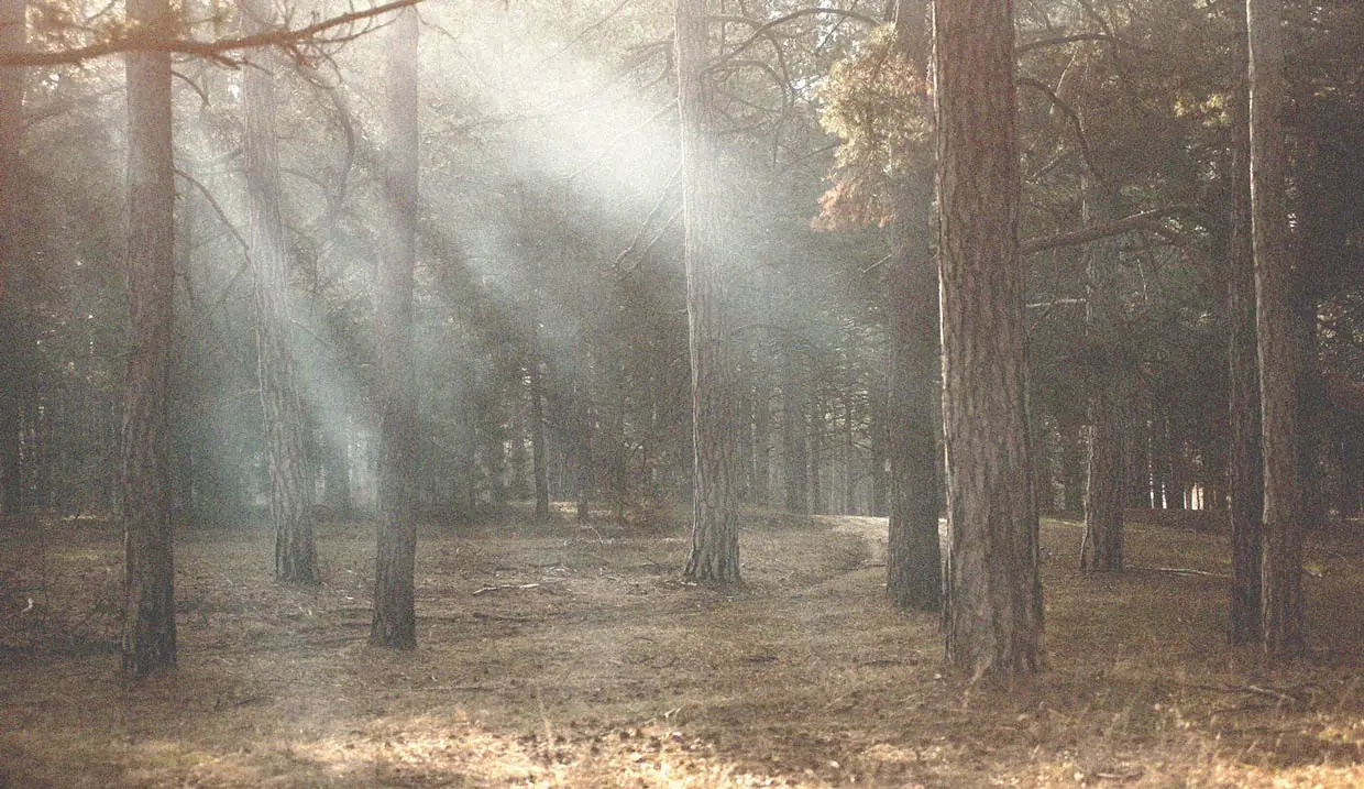 Kiefernwald im Gegenlicht, durch den helle Sonnenstrahlen auf den Waldboden fallen