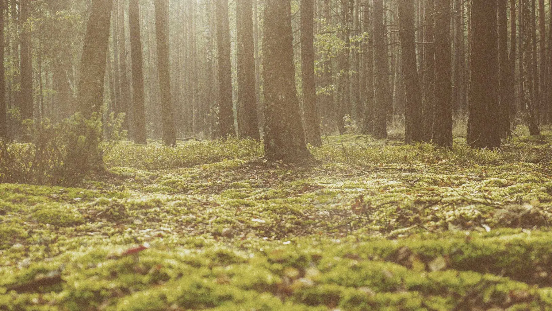 Lichter Wald mit moosbedecktem Boden im Sonnenlicht